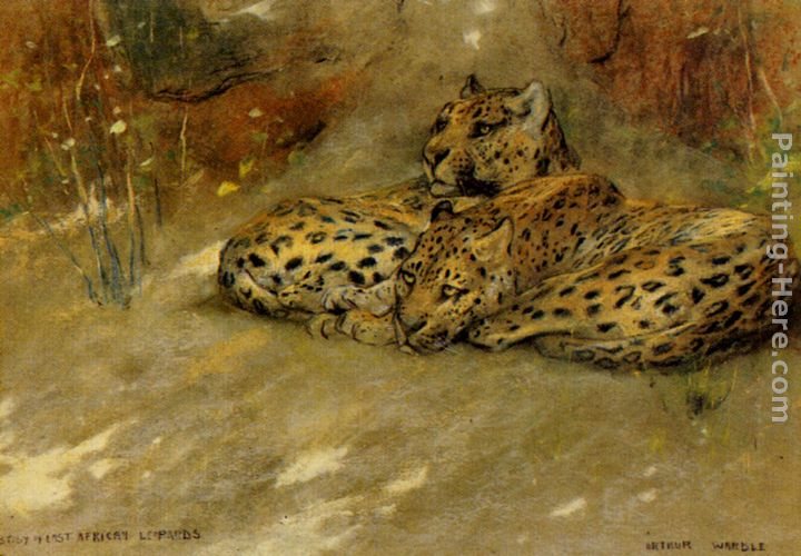 Arthur Wardle Study Of East African Leopards